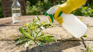 Mano con guanto giallo spruzza aceto sulle erbacce tra le fughe del pavimento esterno