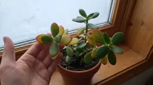 Albero di giada in vaso vicino a una finestra fredda con foglie ingiallite e arrossate