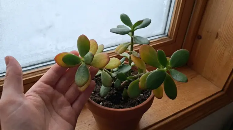 Albero di giada in vaso vicino a una finestra fredda con foglie ingiallite e arrossate