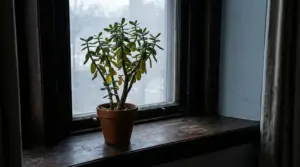 Albero di giada in vaso sul davanzale di una finestra, con alcune foglie ingiallite
