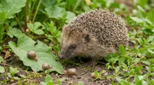 Riccio in giardino vicino a tre lumache su una foglia tra l’erba
