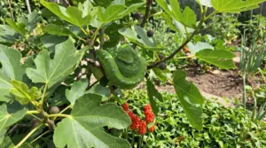 Serpente verde arrotolato su un ramo di fico in giardino tra foglie e frutti