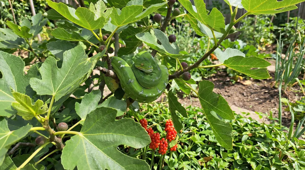 Serpente verde arrotolato su un ramo di fico in giardino tra foglie e frutti