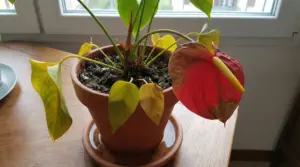 Anthurium in vaso con foglie ingiallite e fiore rovinato vicino a una finestra