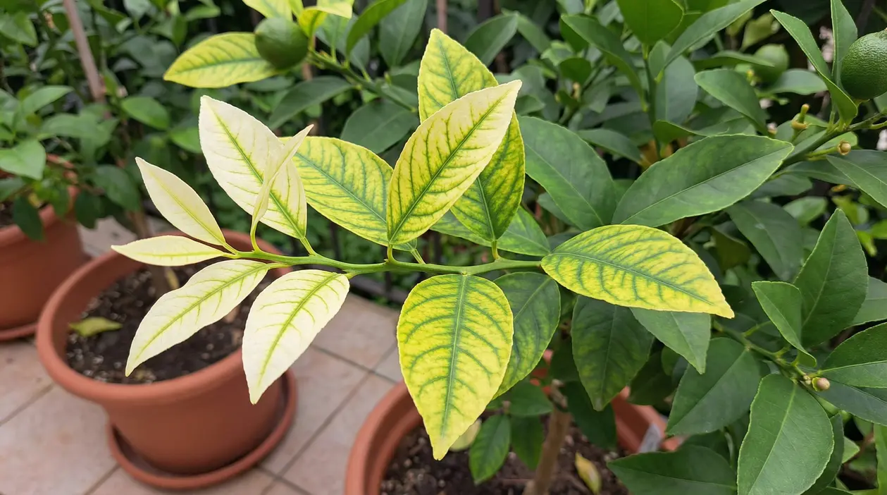 Foglie di agrume in vaso con ingiallimento internervale, sintomo visibile di carenza di ferro