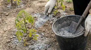Mano con guanto sparge cenere sul terreno vicino a una pianta di pomodoro, con secchio e paletta da giardinaggio