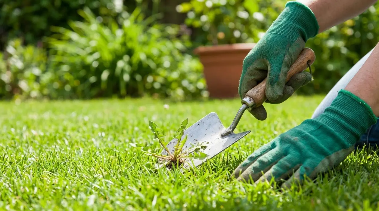 Mani con guanti rimuovono un'erbaccia dal prato con una paletta da giardino