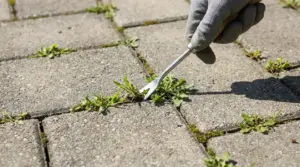 Mano con guanto che rimuove erbacce tra le mattonelle di un vialetto con un attrezzo da giardinaggio