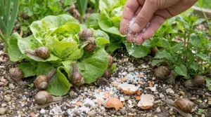 Lumache su lattuga in giardino mentre una mano sparge sale e gusci d’uovo sul terreno