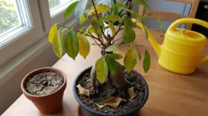 Pianta da interno sofferente con foglie gialle e cadute, vaso con terriccio secco e annaffiatoio sul tavolo