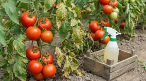 Pomodori sulla pianta con foglie macchiate e flacone spray per trattamento naturale in orto