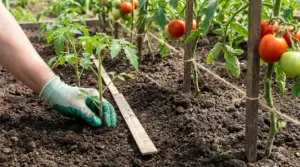 Mano con guanto che pianta una piantina di pomodoro misurando la giusta distanza nell’orto
