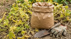 Sacco di fertilizzante in giardino accanto a piante ingiallite e appassite