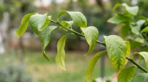 Foglie arricciate e ingiallite su un ramo di pianta, segno di stress o carenze nutritive