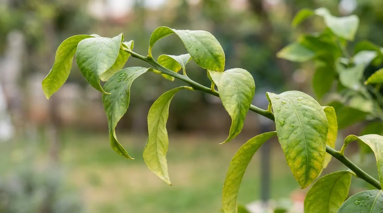 Foglie arricciate e ingiallite su un ramo di pianta, segno di stress o carenze nutritive