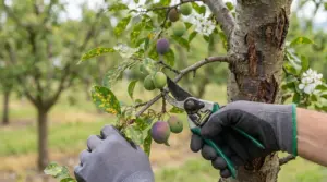 Potatura di un ramo di susino con foglie macchiate, segni di malattia nelle piante da frutto