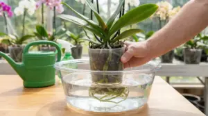 Mano immerge un’orchidea in vaso trasparente in una bacinella d’acqua per l’irrigazione corretta
