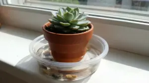 Pianta grassa in vaso appoggiata su una ciotola con acqua per l’irrigazione durante le vacanze