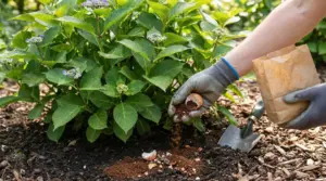 Mano con guanto che sparge gusci d’uovo e polvere nel terreno ai piedi di un’ortensia con boccioli