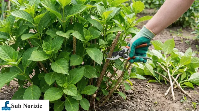 Potatura di un’ortensia con cesoie: taglio dei rami vecchi alla base per favorire la fioritura