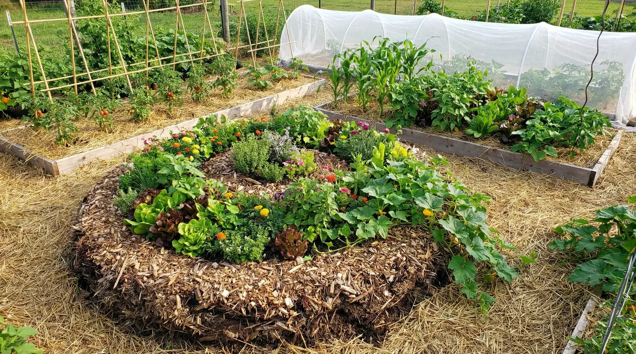 Orto sinergico con aiuole rialzate, pacciamatura di paglia e consociazioni di ortaggi, fiori ed erbe aromatiche