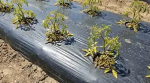 Piante di pomodoro sofferenti su aiuola coperta con pacciamatura in plastica nera nell'orto