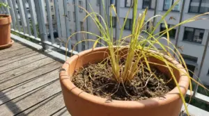 Pianta antizanzare in vaso su un balcone, con foglie ingiallite e zanzare intorno