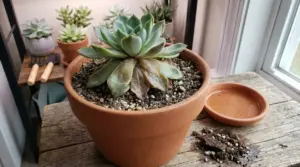 Pianta grassa in vaso con foglie inferiori molli e marce, vicino a una finestra