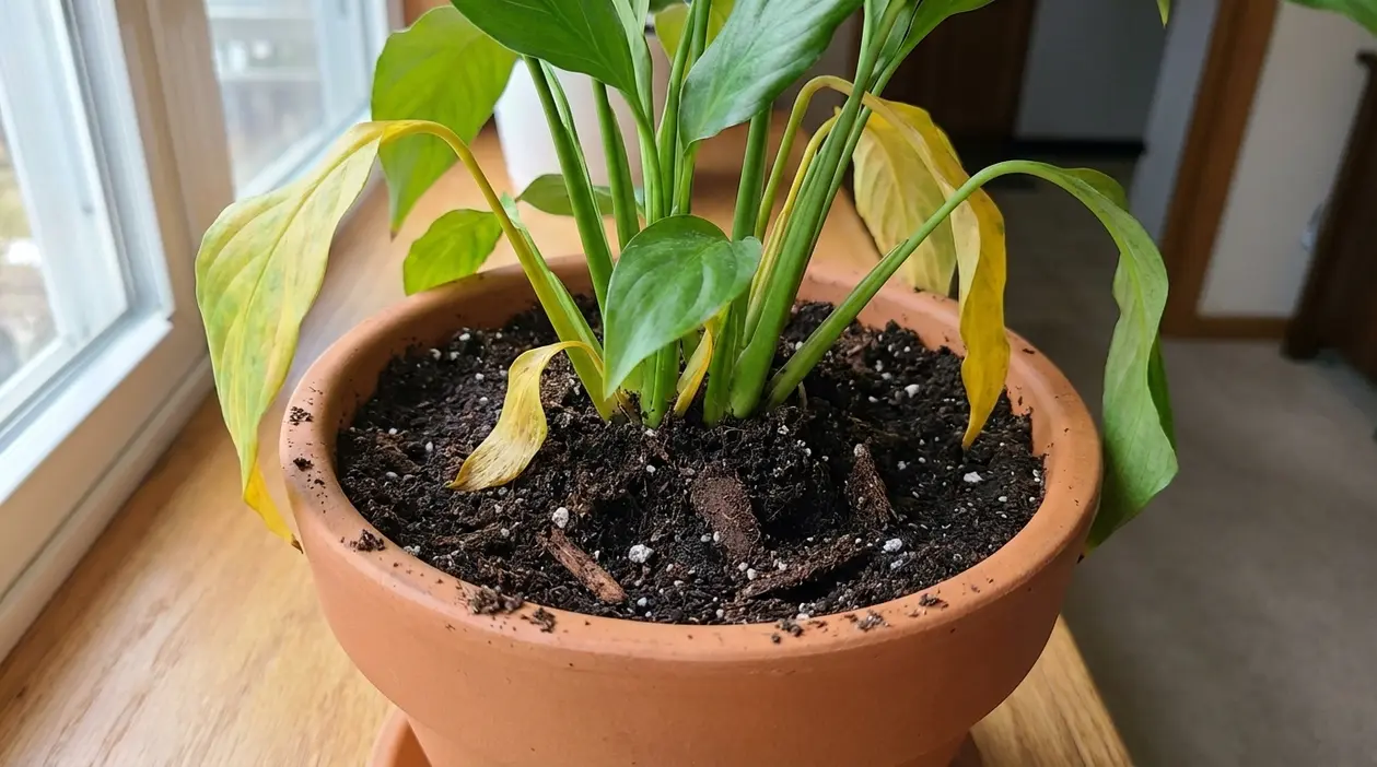 Pianta in vaso con foglie ingiallite e afflosciate dopo il rinvaso, vicino a una finestra