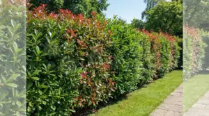 Siepe sempreverde folta con giovani foglie rosse in giardino, ideale per una barriera verde a bassa manutenzione