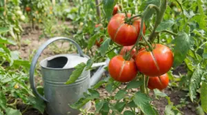 Pomodori maturi con spaccature sulla buccia sulla pianta, con annaffiatoio in un orto