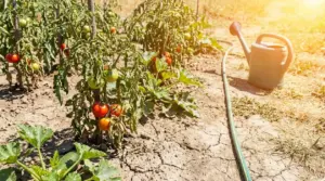 Piante di pomodori e zucchine nell’orto con terreno secco e annaffiatoio durante un’ondata di caldo