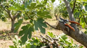 Forbici da potatura su ramo di fico con foglie verdi e frutti in un frutteto