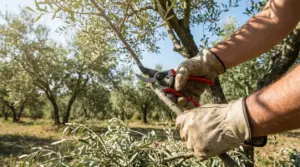 Mani con guanti che potano un ramo di ulivo con cesoie in un uliveto
