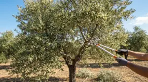 Potatura di un ulivo in fiore in un oliveto per favorire allegagione e produzione di olive