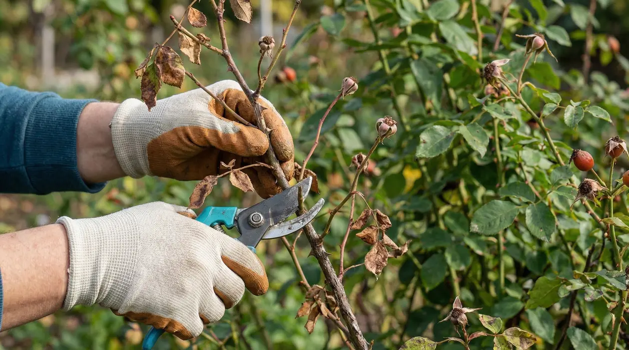 Mani con guanti potano un ramo di rosa con cesoie in giardino, tra foglie e cinorrodi