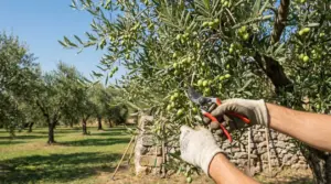 Potatura di un ulivo con cesoie in un oliveto, tra rami carichi di olive verdi