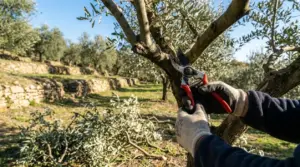 Mani con forbici da potatura tagliano un ramo di ulivo in un oliveto