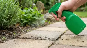 Mano con spruzzino verde che tratta un passaggio di formiche su un vialetto in giardino