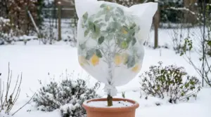 Pianta di limone in vaso protetta con telo non tessuto durante una giornata di neve in giardino