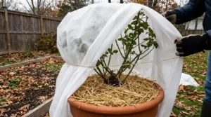 Rosa in vaso protetta con telo e pacciamatura di paglia per difenderla dal freddo in giardino