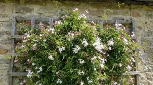 Rampicante fiorita con piccoli fiori bianchi e rosa su graticcio in legno davanti a un muro in pietra