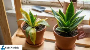 Due sansevierie in vasi di terracotta, una con foglie ingiallite e una sana, vicino a una finestra