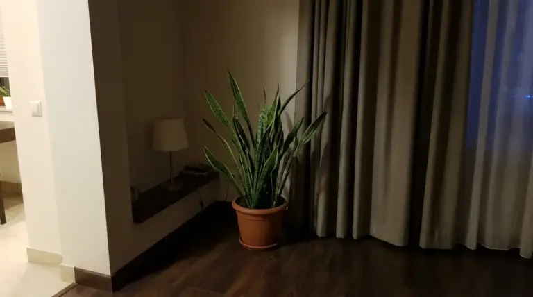 Sansevieria in vaso collocata in un angolo buio della casa vicino a tende chiuse