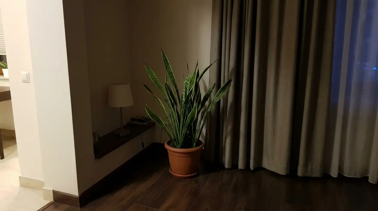 Sansevieria in vaso collocata in un angolo buio della casa vicino a tende chiuse