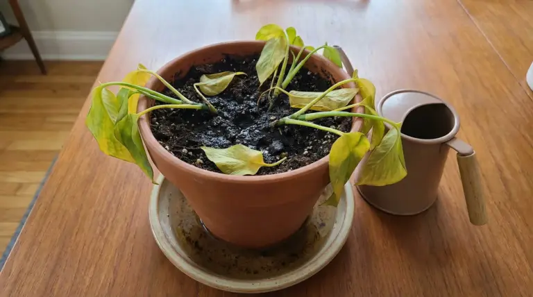Pianta in vaso con foglie ingiallite e afflosciate, terreno zuppo e acqua nel sottovaso