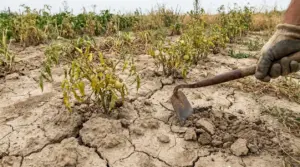 Terreno secco e screpolato nell’orto con piante di pomodoro ingiallite e una zappa al lavoro