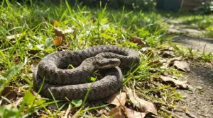 Serpente arrotolato tra erba e foglie secche in giardino, vicino a un vialetto