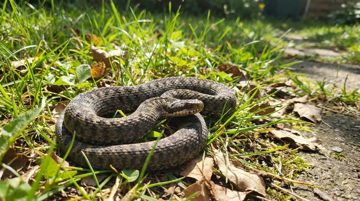 Serpente arrotolato tra erba e foglie secche in giardino, vicino a un vialetto