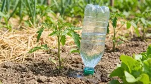 Bottiglia di plastica capovolta nel terreno per irrigazione a goccia vicino a una piantina nell’orto